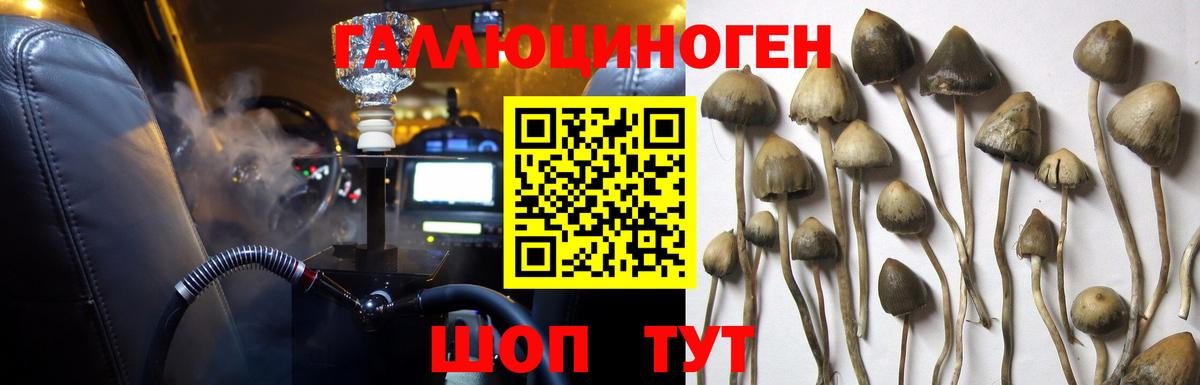 Сибай  Псилоцибиновые грибы Cubensis  Вход с VPN 